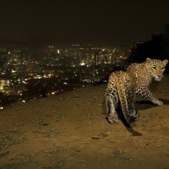 dogshxtebk - lurk prod xundr