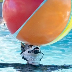 COG '25 - Vibez for Poolz & Animalz