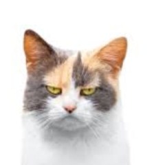 This Cat has Hope (FFD) - A Joby Edit