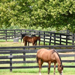 Review Special Price Half-Day Thoroughbred Horse Farm Tour In Kentucky