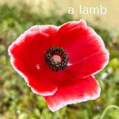 A Lamb