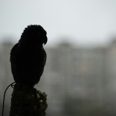 Regret Is A Harsh Mistress