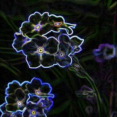 Forget Me Nots And Fireflies