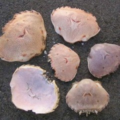 The 'chatter' of a paddle crab