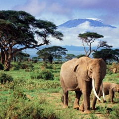 Fit4masafa - Enjoy the Best Tanzania Lodge Safari Packages