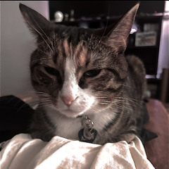 Dim Spirits Intro DEMO