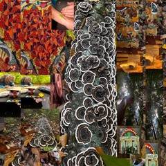 picking it up with zeppelin and papa mike