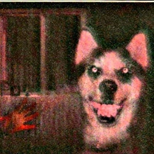 put me in the doghouse