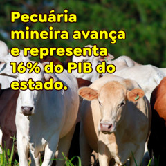Pecuária mineira avança e representa 16% do PIB do estado