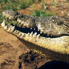 NILE CROCODILE