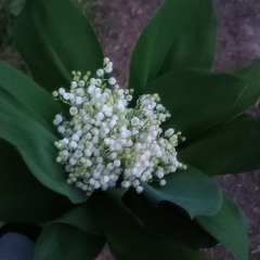 Linz, msblack - Фото