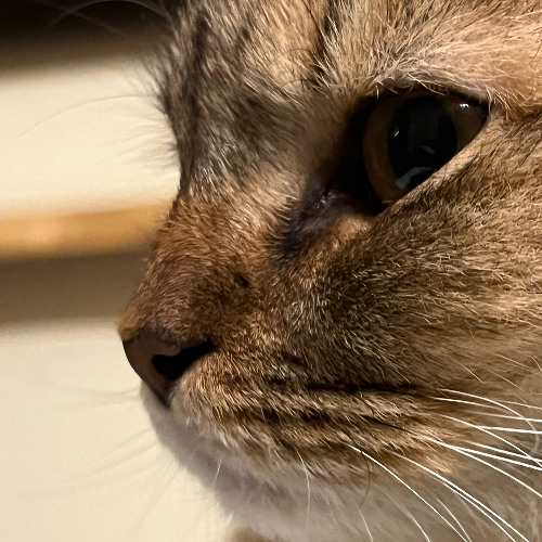 Bridge - Joshua Singh (Instrumental)