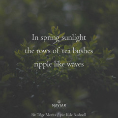 Whisper fields (naviarhaiku604)