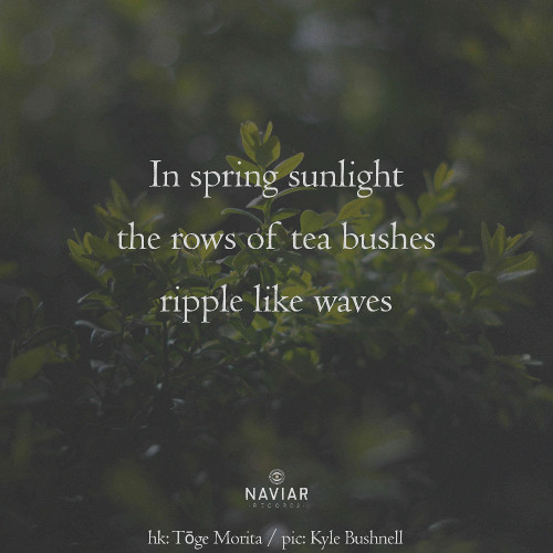 Whisper fields (naviarhaiku604)