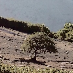 delam mikhad