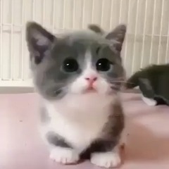 Fuck Zim he trash (@prod.shigeo!)