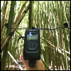 Wind Through Bamboo Forest On Pu'u Ohia Trail On Oahu