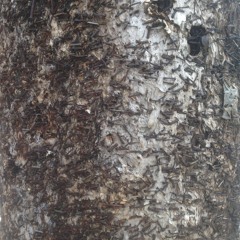 literally, empty orchestra - disquiet0428