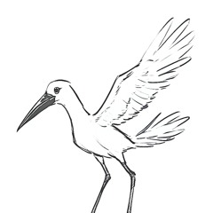 tsun - CRANES