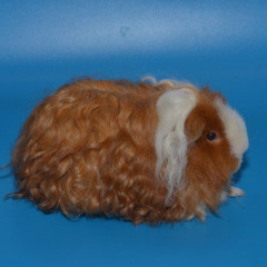 study 003 27.11.2025