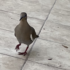 end it all [sort of mastered better]