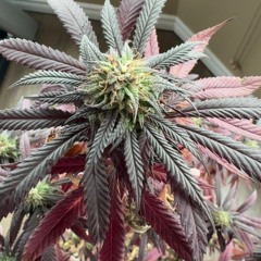 BAR [prod. gisabella]