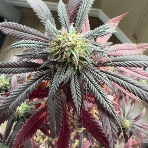 BAR [prod. gisabella]