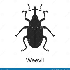 Two Weevils
