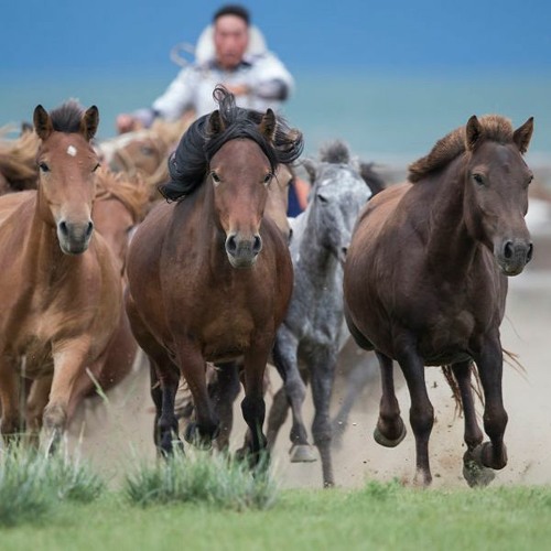 Stream Гайхамшигт монгол адуу: Нутаг нутгийн хүлгүүд by Mongolian ...