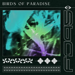 Premiere: FJ95 - Birds Of Paradise