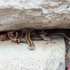 Watching Out for Snakes