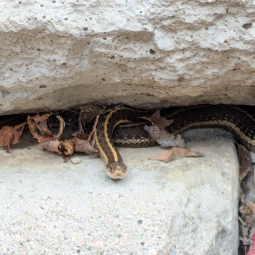 Watching Out for Snakes