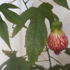 Poivre Noir, Piment Rouge DIM 16 FEV 2025