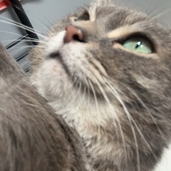 😽