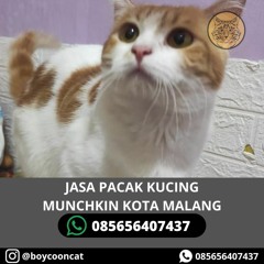 JASA PACAK KUCING MUNCHKIN KOTA MALANG