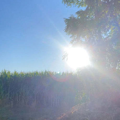 first light melody
