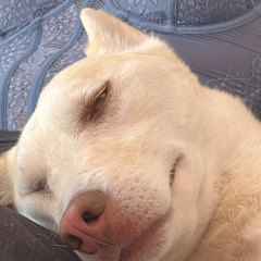 Musicaparescucharlosdomingos