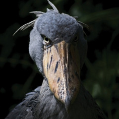 live your life like a kamehameha