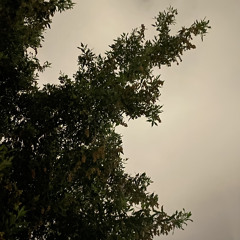 ياغايبه وشلون بعدي قويتيه .. وشلون قلبك طاوعك تهجريني ؟