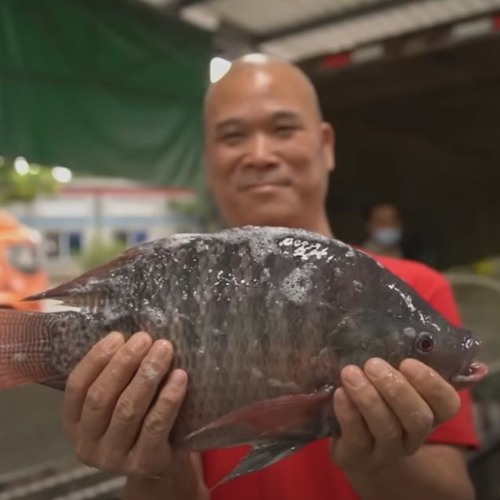 أسماك المزارع