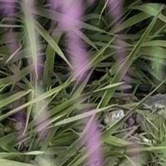 Mudslides (Lamson Woods remix)