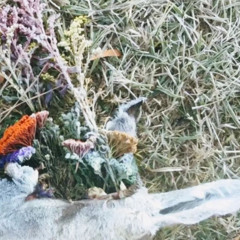 Polo perks <3 <3 <3 x AyooLii-Ricky eats acid