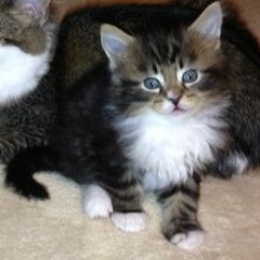 lil keed i pay for da pussy okkk