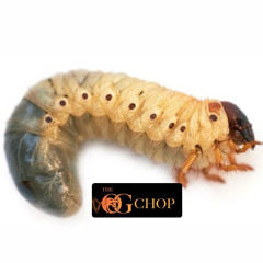 Grubs
