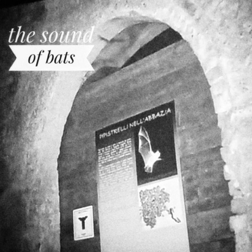 Synth Improvvisation On Slowed Ultrasound Of Bats from Abbazzia di Staffarda
