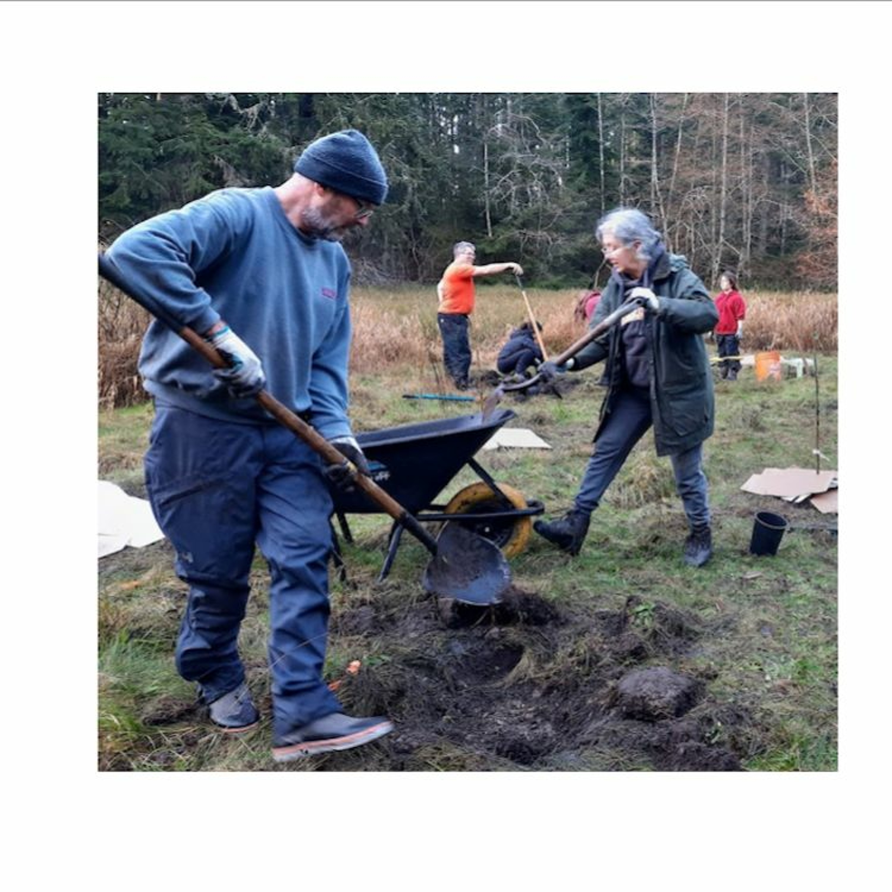 The Quadra Island Nut Tree Project's 3rd Planting