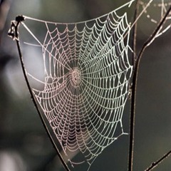 Araneis: Studies of British Spiders