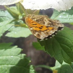 salafraz (@marccs.02)