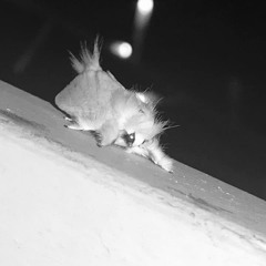 Ordinary Wood and Stone.mp3