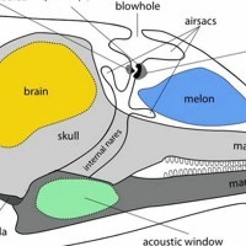 Dolphines the minute I saw you